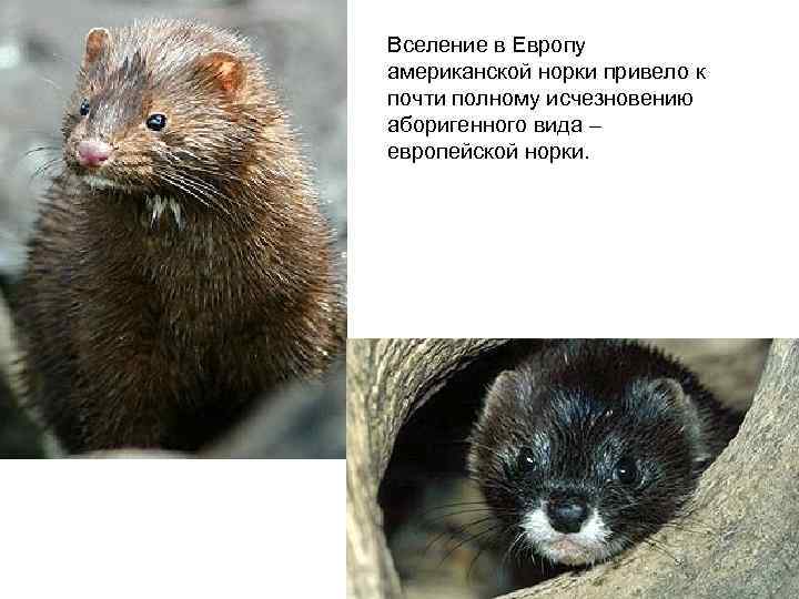 Вселение в Европу американской норки привело к почти полному исчезновению аборигенного вида – европейской