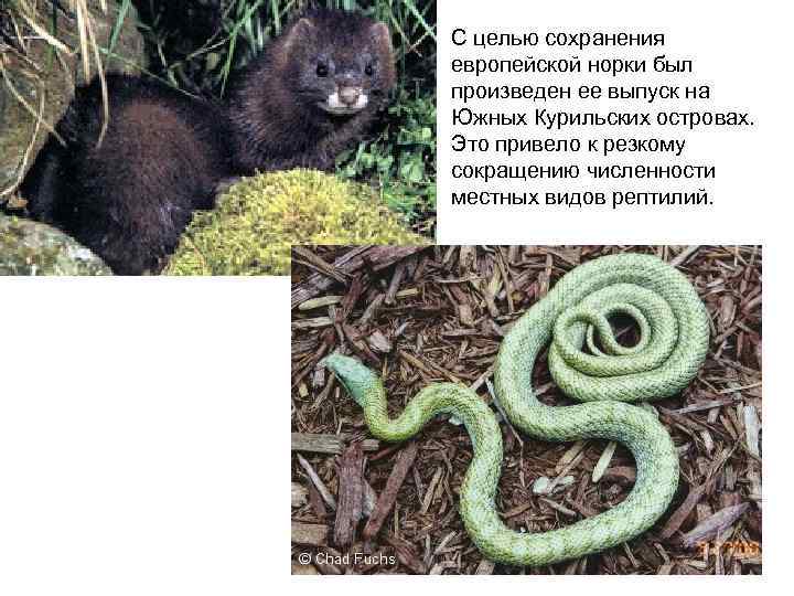 С целью сохранения европейской норки был произведен ее выпуск на Южных Курильских островах. Это