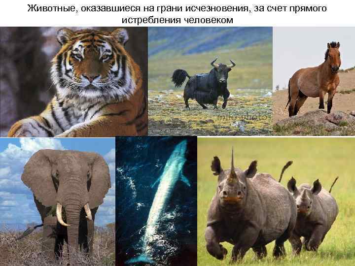 Животные, оказавшиеся на грани исчезновения, за счет прямого истребления человеком 