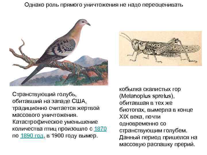 Однако роль прямого уничтожения не надо переоценивать Странствующий голубь, обитавший на западе США, традиционно