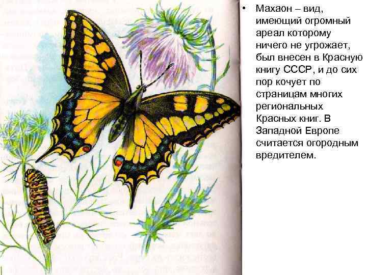  • Махаон – вид, имеющий огромный ареал которому ничего не угрожает, был внесен