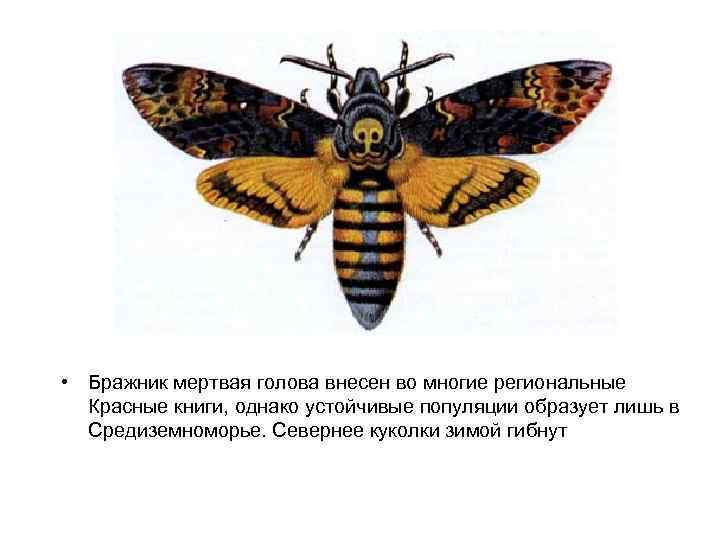  • Бражник мертвая голова внесен во многие региональные Красные книги, однако устойчивые популяции