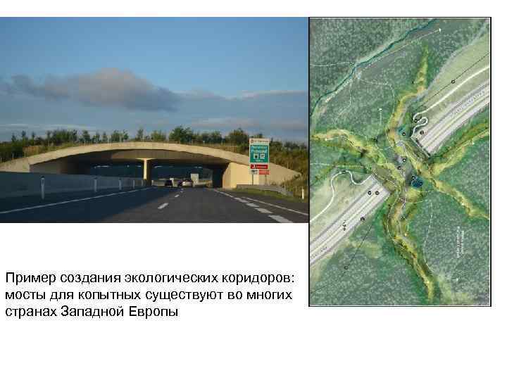 Пример создания экологических коридоров: мосты для копытных существуют во многих странах Западной Европы 