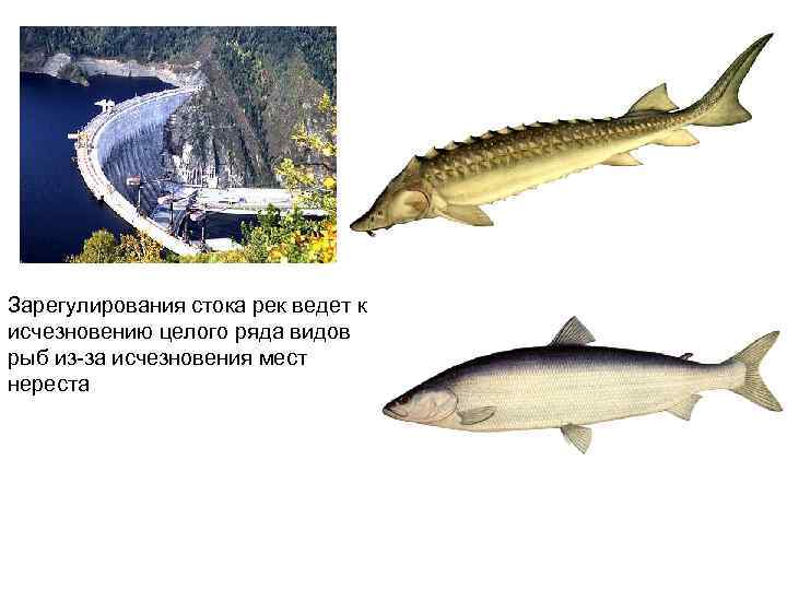 Зарегулирования стока рек ведет к исчезновению целого ряда видов рыб из-за исчезновения мест нереста