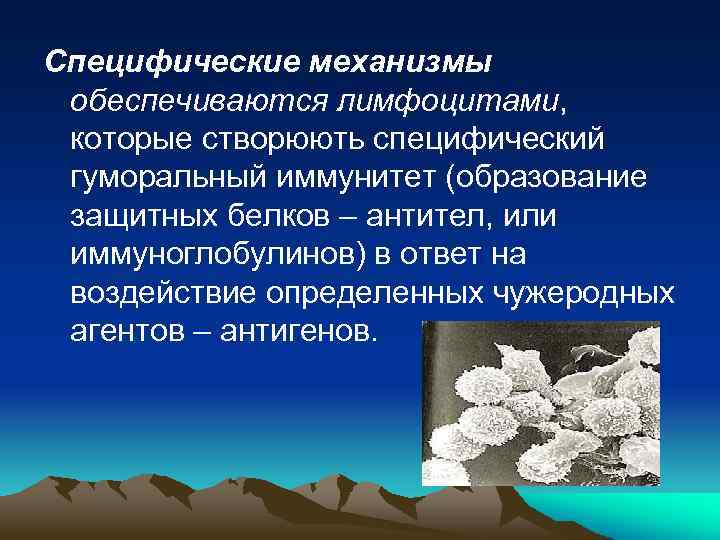 Специфические механизмы обеспечиваются лимфоцитами, которые створюють специфический гуморальный иммунитет (образование защитных белков – антител,