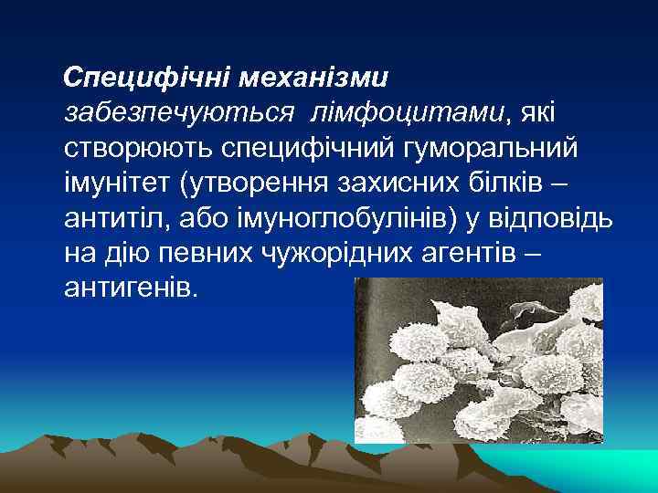 Специфічні механізми забезпечуються лімфоцитами, які створюють специфічний гуморальний імунітет (утворення захисних білків –