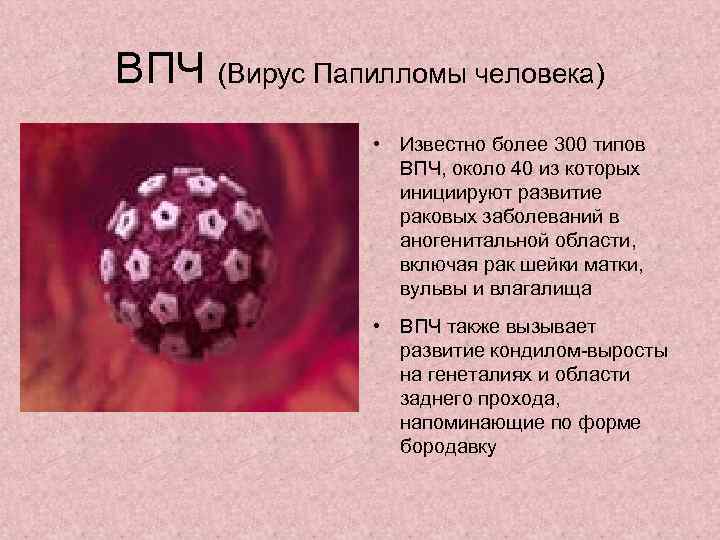 Вирус впч