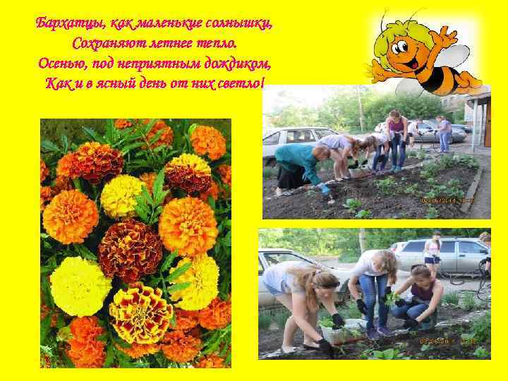 Бархатцы, как маленькие солнышки, Сохраняют летнее тепло. Осенью, под неприятным дождиком, Как и в