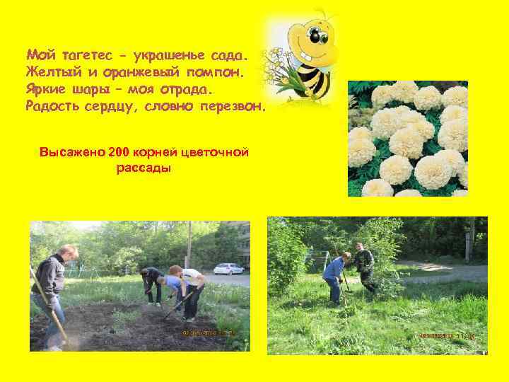 Мой тагетес - украшенье сада. Желтый и оранжевый помпон. Яркие шары – моя отрада.