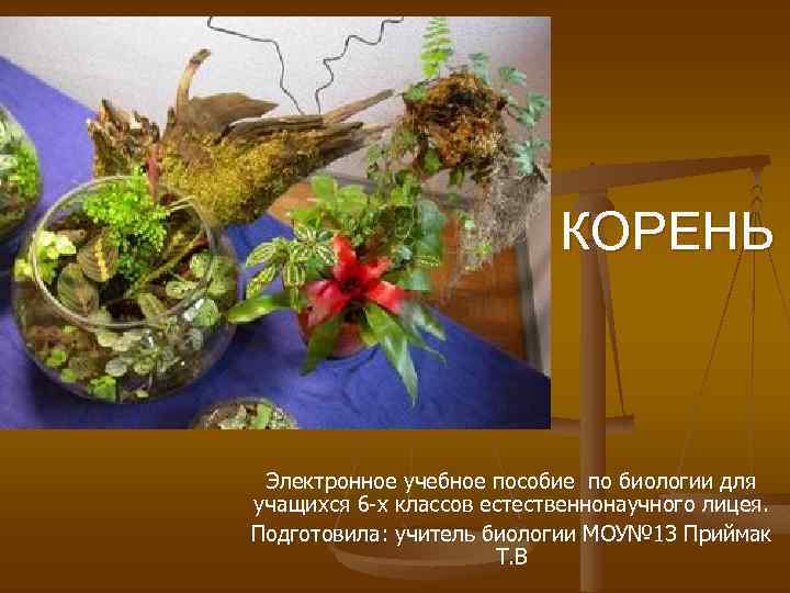 КОРЕНЬ Электронное учебное пособие по биологии для учащихся 6 -х классов естественнонаучного лицея. Подготовила: