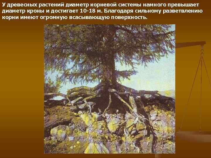 У древесных растений диаметр корневой системы намного превышает диаметр кроны и достигает 10 -18