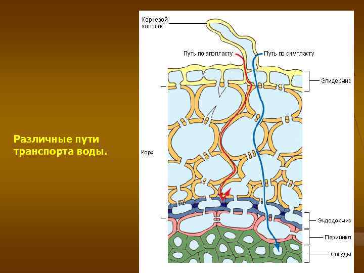 Различные пути транспорта воды. 