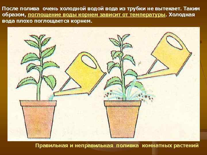 Поливать корень. Правильный полив комнатных растений. Правильный и неправильный полив растений. Правильная и неправильная поливка комнатных растений. Правило полива растений.