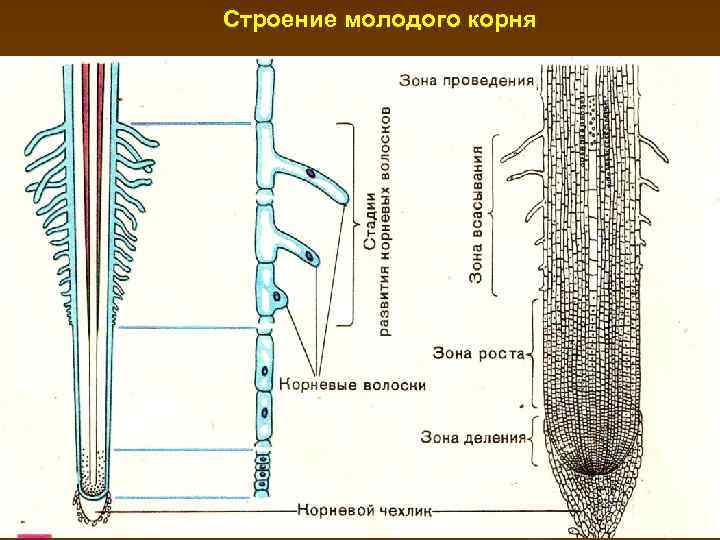 Наталья рассмотрела строение молодого корня фасоли под микроскопом и сделала рисунок 2