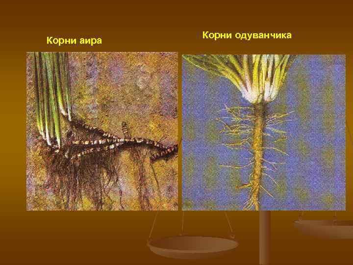 Корни аира Корни одуванчика 