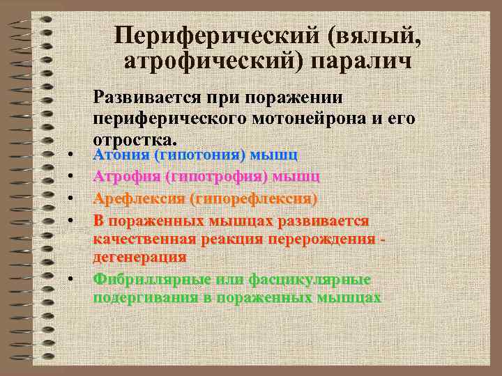 Периферический (вялый, атрофический) паралич • • • Развивается при поражении периферического мотонейрона и его