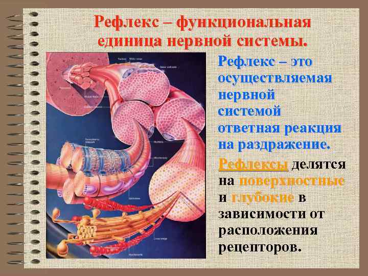 Рефлекс – функциональная единица нервной системы. Рефлекс – это осуществляемая нервной системой ответная реакция