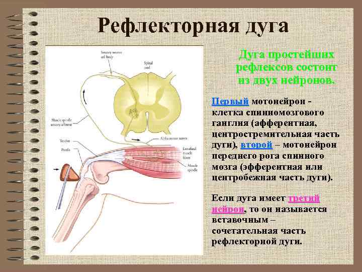 Рефлекторная дуга Дуга простейших рефлексов состоит из двух нейронов. Первый мотонейрон клетка спинномозгового ганглия