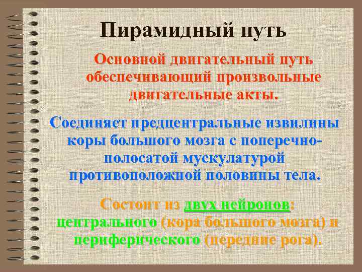 Пирамидный путь Основной двигательный путь обеспечивающий произвольные двигательные акты. Соединяет предцентральные извилины коры большого