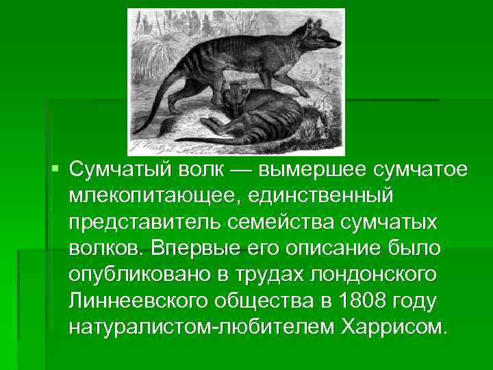 § Сумчатый волк — вымершее сумчатое млекопитающее, единственный представитель семейства сумчатых волков. Впервые его