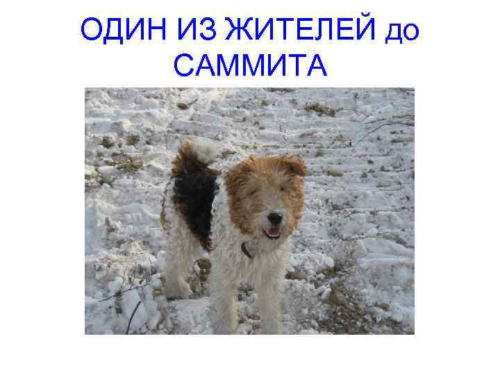 ОДИН ИЗ ЖИТЕЛЕЙ до САММИТА 