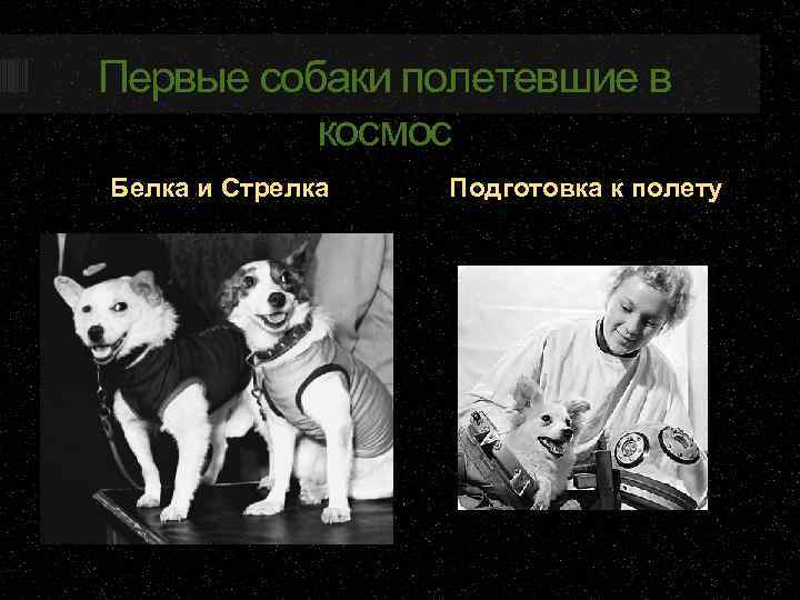 Первые собаки полетевшие в космос Белка и Стрелка Подготовка к полету 
