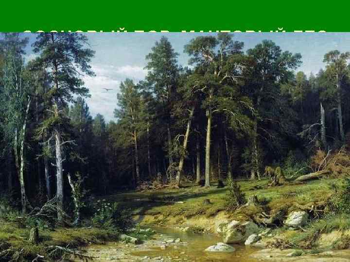 СОСНОВЫЙ БОР. МАЧТОВЫЙ ЛЕС. 