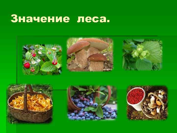 Значение леса. 