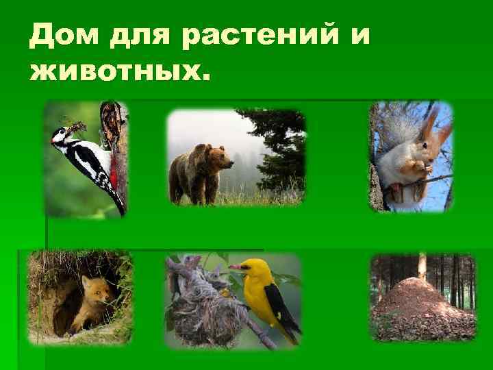 Дом для растений и животных. 