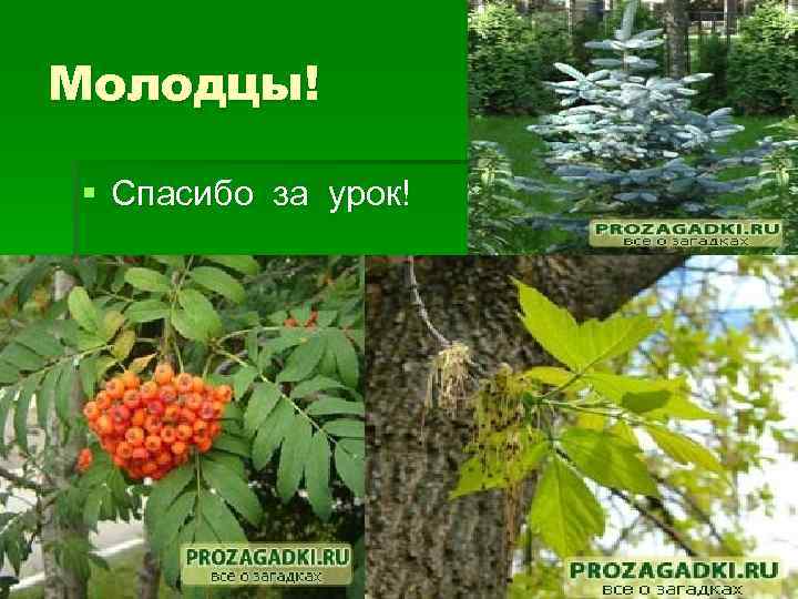 Молодцы! § Спасибо за урок! 
