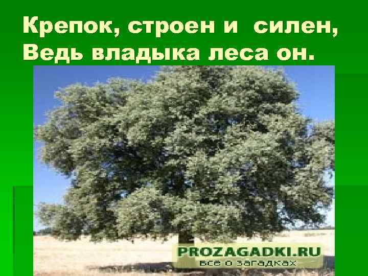 Крепок, строен и силен, Ведь владыка леса он. 