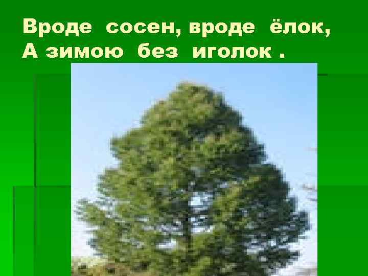 Вроде сосен, вроде ёлок, А зимою без иголок. 