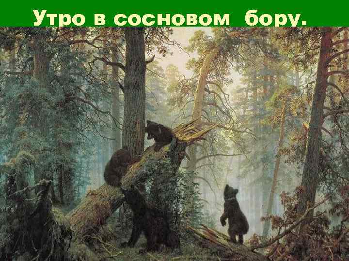 Утро в сосновом бору. 