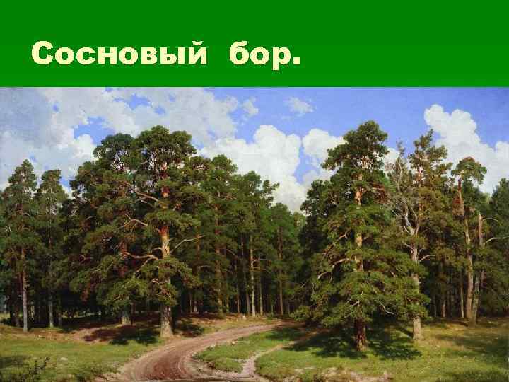 Сосновый бор. 