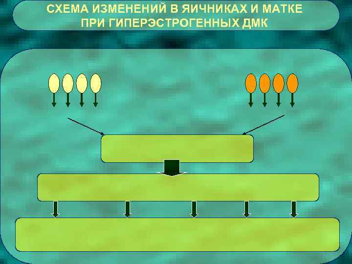 СХЕМА ИЗМЕНЕНИЙ В ЯИЧНИКАХ И МАТКЕ ПРИ ГИПЕРЭСТРОГЕННЫХ ДМК 