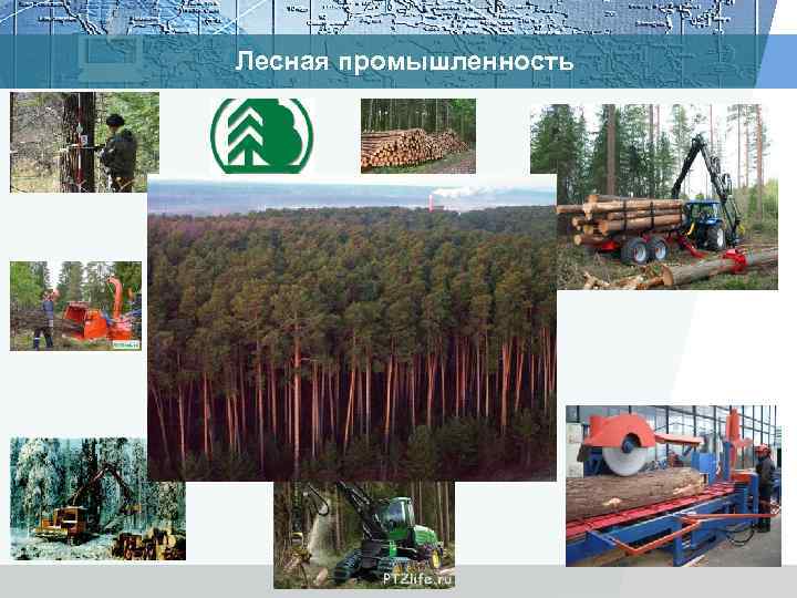 Лесная промышленность 