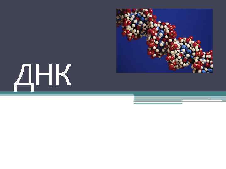 ДНК 