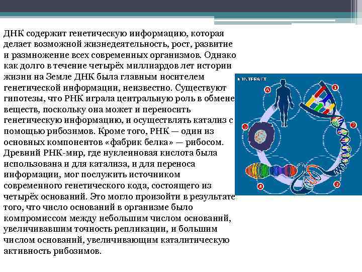 Генетическая информация презентация 10 класс углубленный уровень