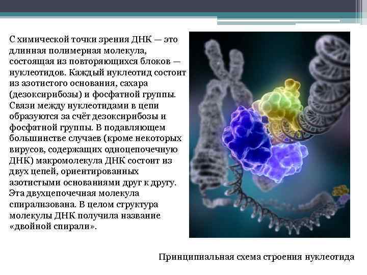 С химической точки зрения ДНК — это длинная полимерная молекула, состоящая из повторяющихся блоков