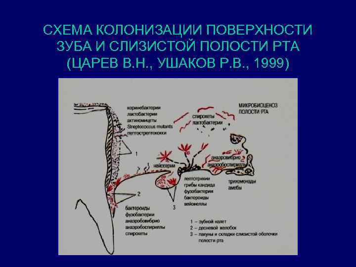 СХЕМА КОЛОНИЗАЦИИ ПОВЕРХНОСТИ ЗУБА И СЛИЗИСТОЙ ПОЛОСТИ РТА (ЦАРЕВ В. Н. , УШАКОВ Р.