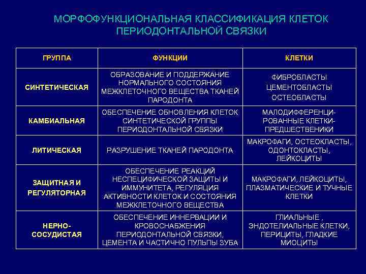 МОРФОФУНКЦИОНАЛЬНАЯ КЛАССИФИКАЦИЯ КЛЕТОК ПЕРИОДОНТАЛЬНОЙ СВЯЗКИ ГРУППА ФУНКЦИИ КЛЕТКИ СИНТЕТИЧЕСКАЯ ОБРАЗОВАНИЕ И ПОДДЕРЖАНИЕ НОРМАЛЬНОГО СОСТОЯНИЯ