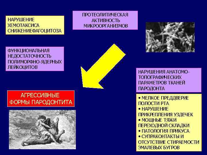 НАРУШЕНИЕ ХЕМОТАКСИСА СНИЖЕНИЕФАГОЦИТОЗА ФУНКЦИОНАЛЬНАЯ НЕДОСТАТОЧНОСТЬ ПОЛИМОРФНО-ЯДЕРНЫХ ЛЕЙКОЦИТОВ АГРЕССИВНЫЕ ФОРМЫ ПАРОДОНТИТА ПРОТЕОЛИТИЧЕСКАЯ АКТИВНОСТЬ МИКРООРГАНИЗМОВ НАРУШЕНИЯ