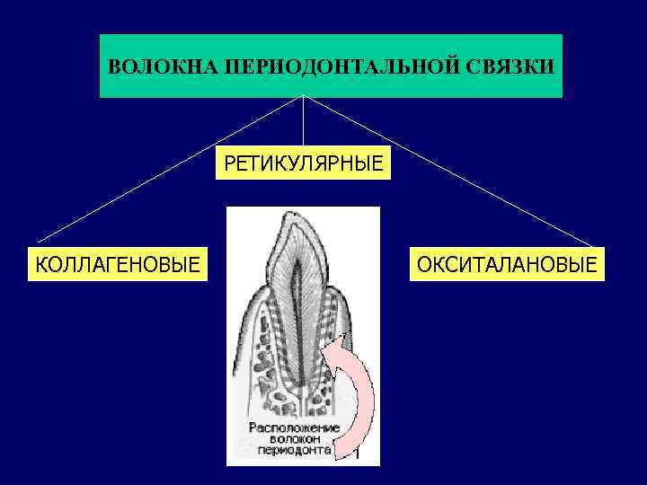 ВОЛОКНА ПЕРИОДОНТАЛЬНОЙ СВЯЗКИ РЕТИКУЛЯРНЫЕ КОЛЛАГЕНОВЫЕ ОКСИТАЛАНОВЫЕ 
