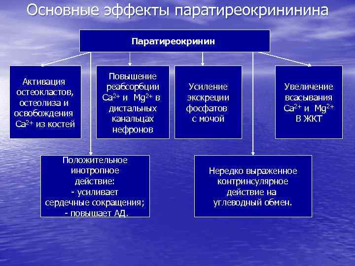 Основные эффекты паратиреокрининина Паратиреокринин Активация остеокластов, остеолиза и освобождения Са 2+ из костей Повышение