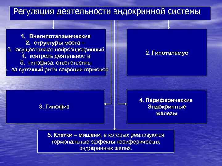 Регуляция деятельности эндокринной системы 1. Внегипоталамические 2. структуры мозга – 3. осуществляют нейроэндокринный 4.