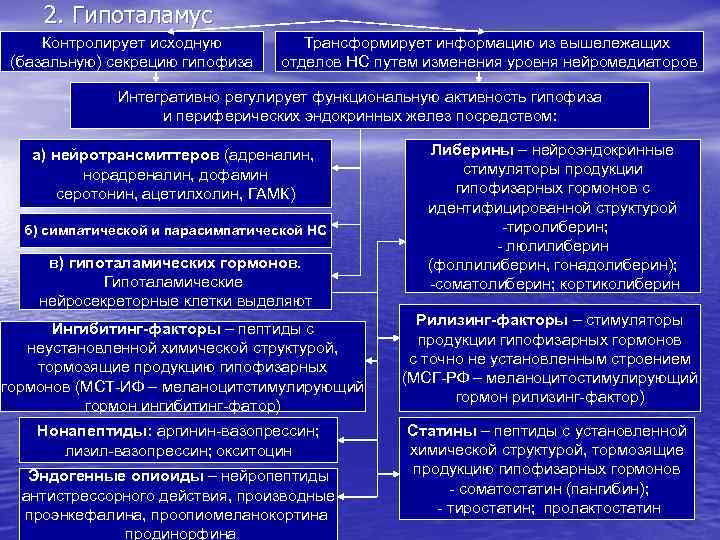 2. Гипоталамус Контролирует исходную (базальную) секрецию гипофиза Трансформирует информацию из вышележащих отделов НС путем