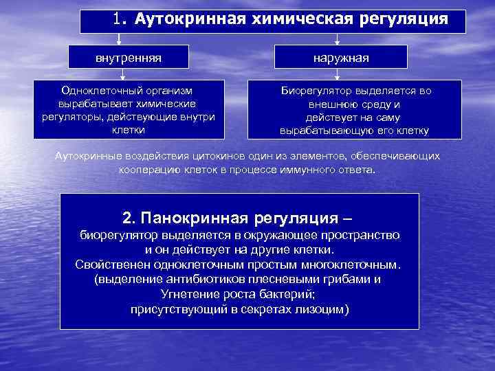 1. Аутокринная химическая регуляция внутренняя Одноклеточный организм вырабатывает химические регуляторы, действующие внутри клетки наружная