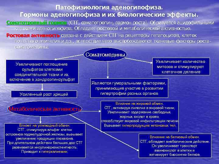 Патофизиология аденогипофиза. Гормоны аденогипофиза и их биологические эффекты. Соматотропный гормон (СТГ, соматотропин, гормон роста).