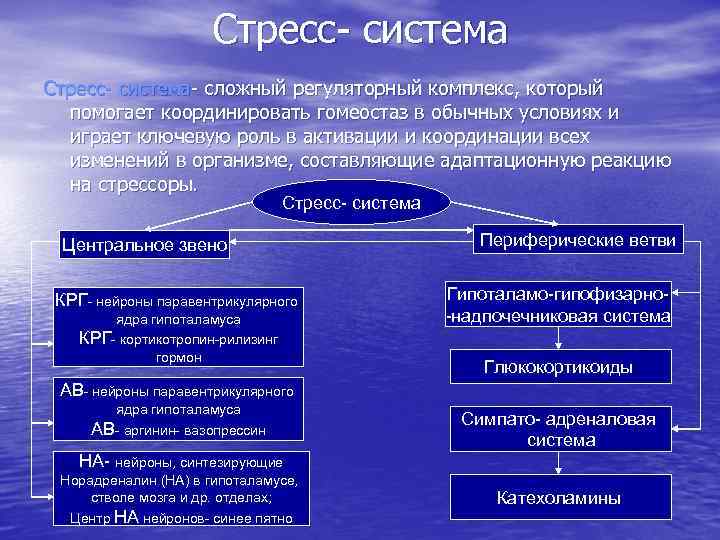 Стресс- система- сложный регуляторный комплекс, который помогает координировать гомеостаз в обычных условиях и играет