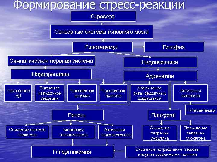 Формирование стресс-реакции Стрессор Сенсорные системы головного мозга Гипоталамус Гипофиз Симпатическая нервная система Надпочечники Норадреналин